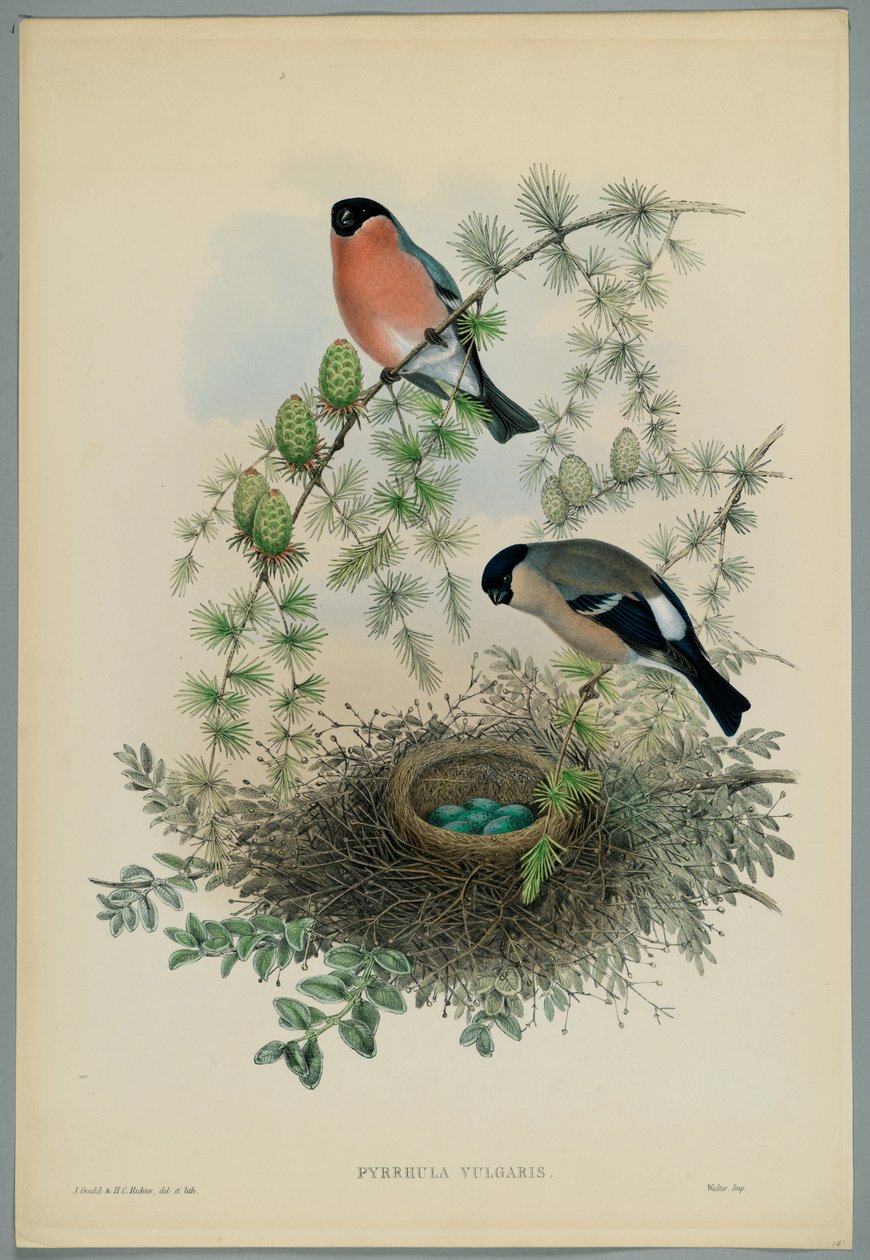 Unbekanntes Bild von John after Gould