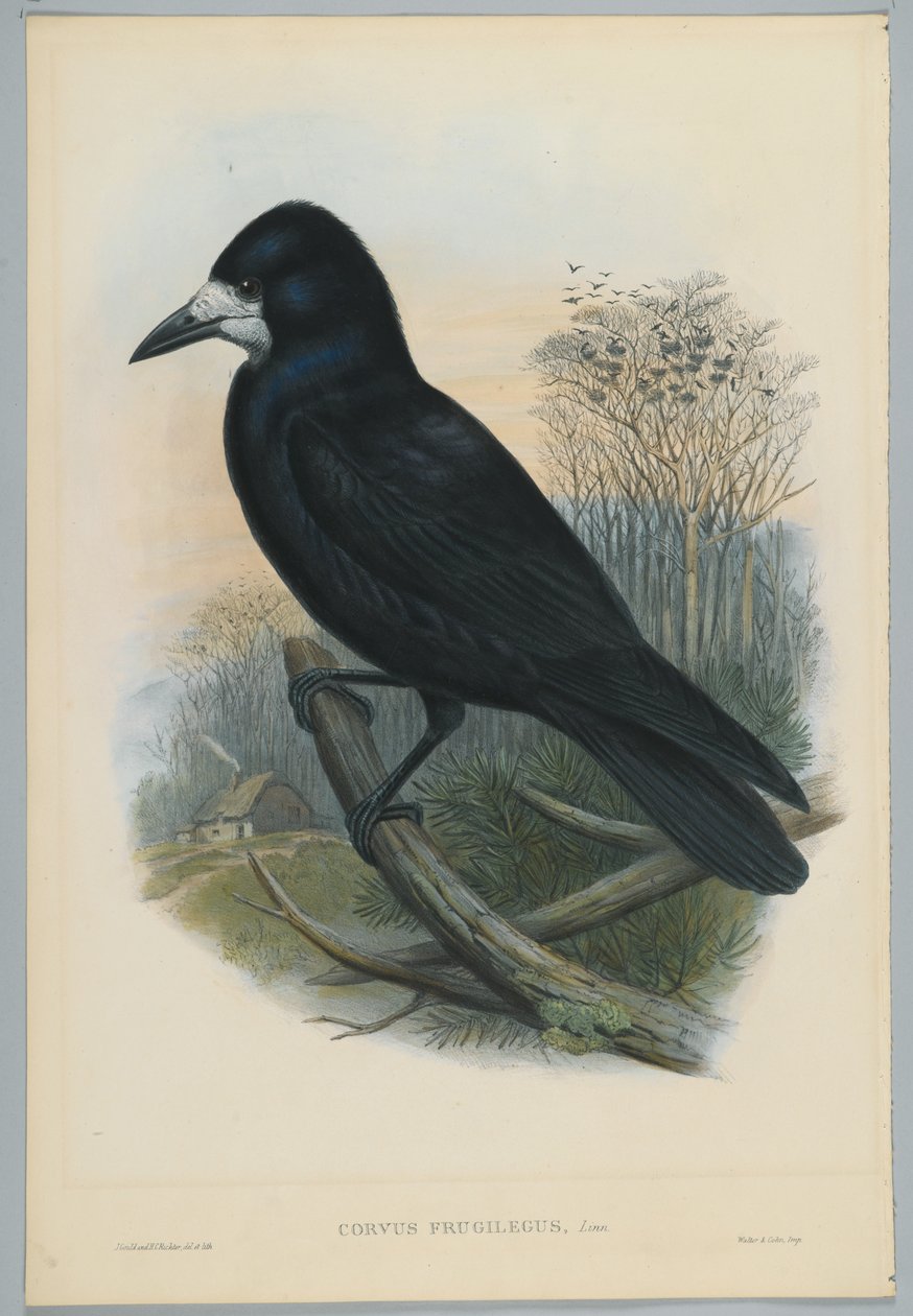 Unbekanntes Bild von John after Gould