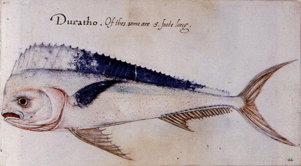 Dorado von John after White