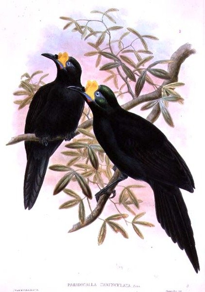 Paradigalla Carunculata von John and Hart, William Gould