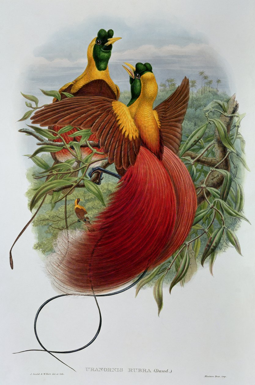 Uranornis Rubra von John and Hart, William Gould
