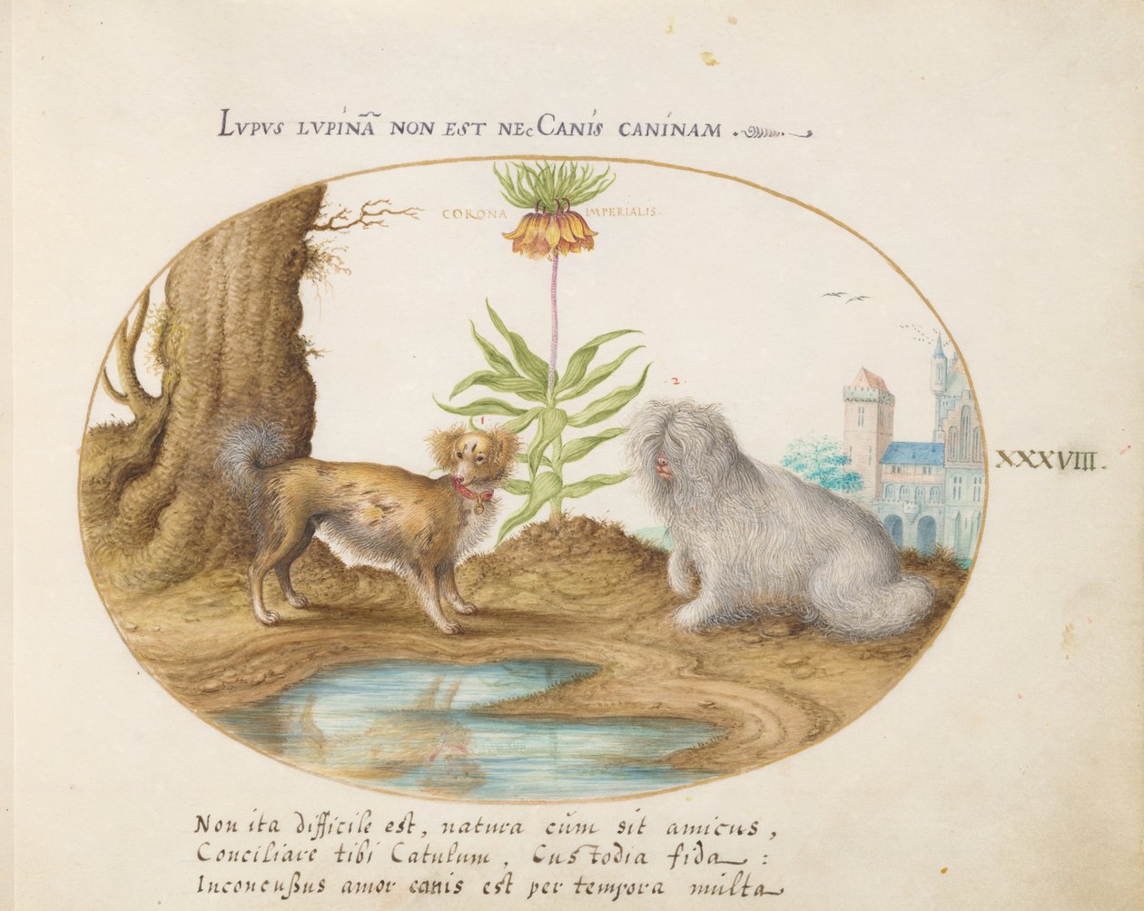 Animalia Aqvatilia et Cochiliata (Aqva) - Tafel XXXVIII von Joris Hoefnagel