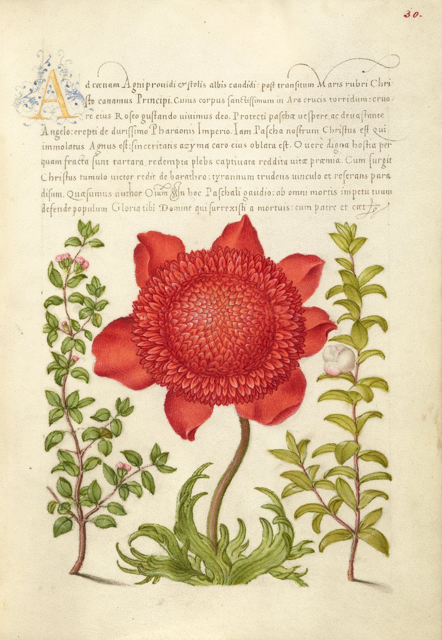 Basilikum, Mohnanemone und Myrte von Joris Hoefnagel