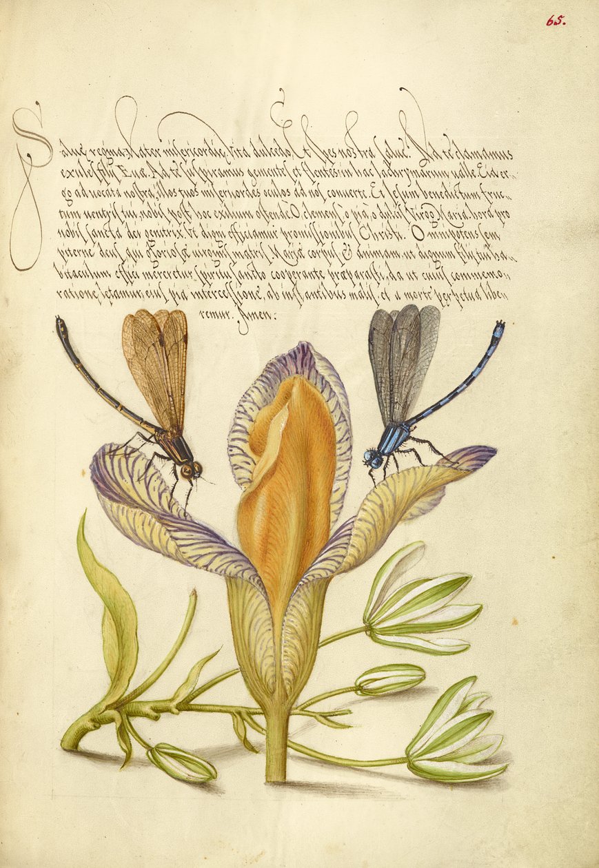 Libellen, Spanische Iris und Stern von Bethlehem von Joris Hoefnagel