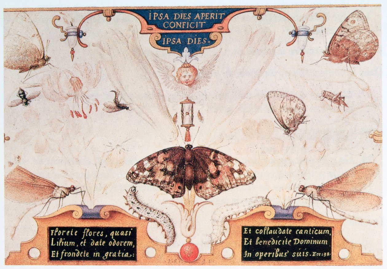Diptychon mit Blumen und Insekten, 1591 von Joris Hoefnagel