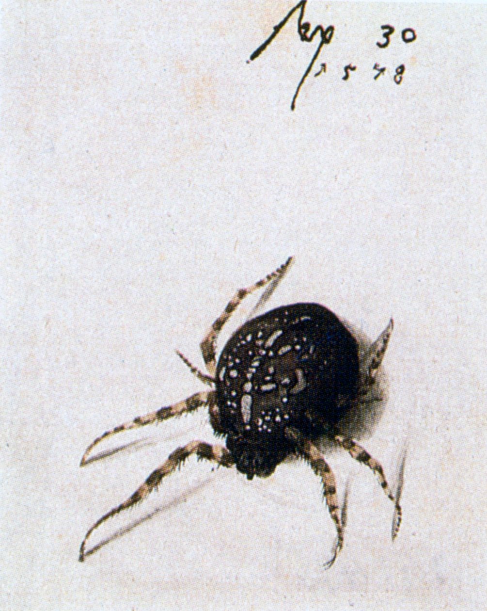 Weibliche Spinne, 1578 von Joris Hoefnagel