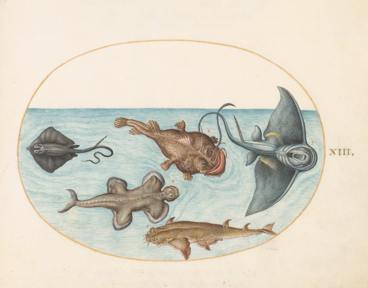 Fisch, ca. 1575-80 von Joris Hoefnagel