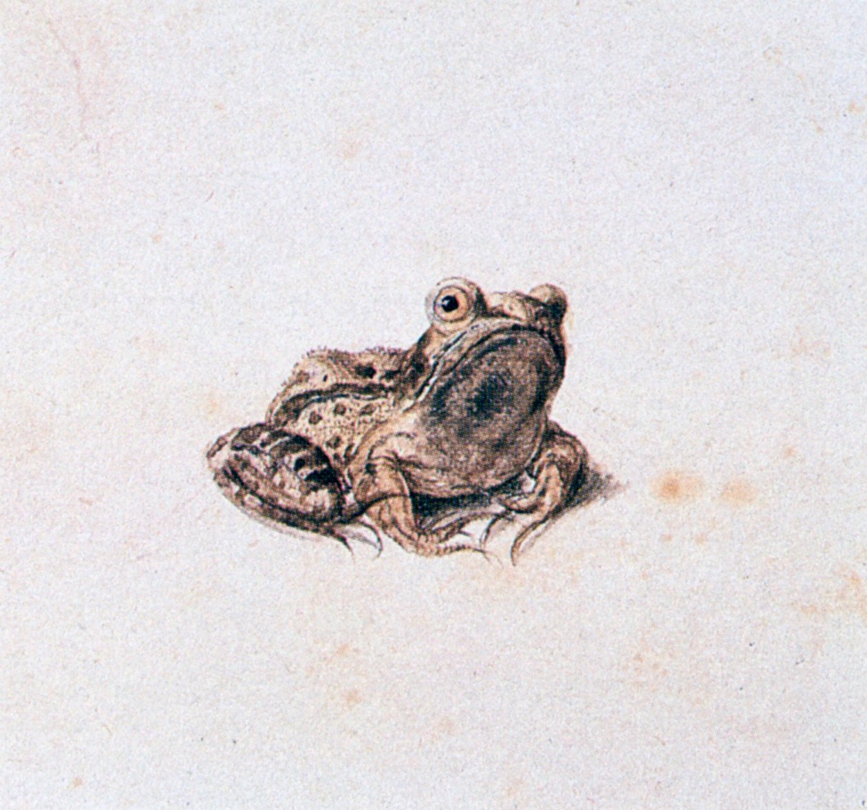 Grüner Frosch, 16. Jahrhundert von Joris Hoefnagel