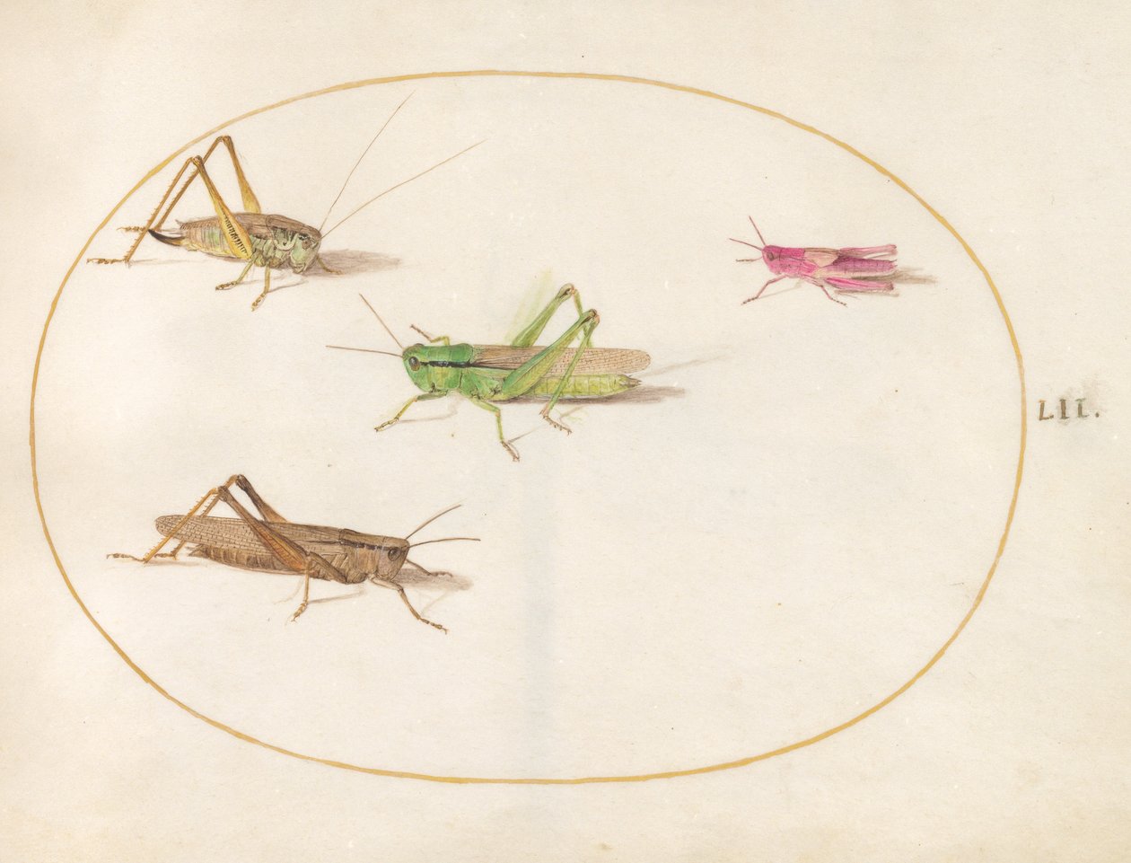Insekten, ca. 1575-80 von Joris Hoefnagel