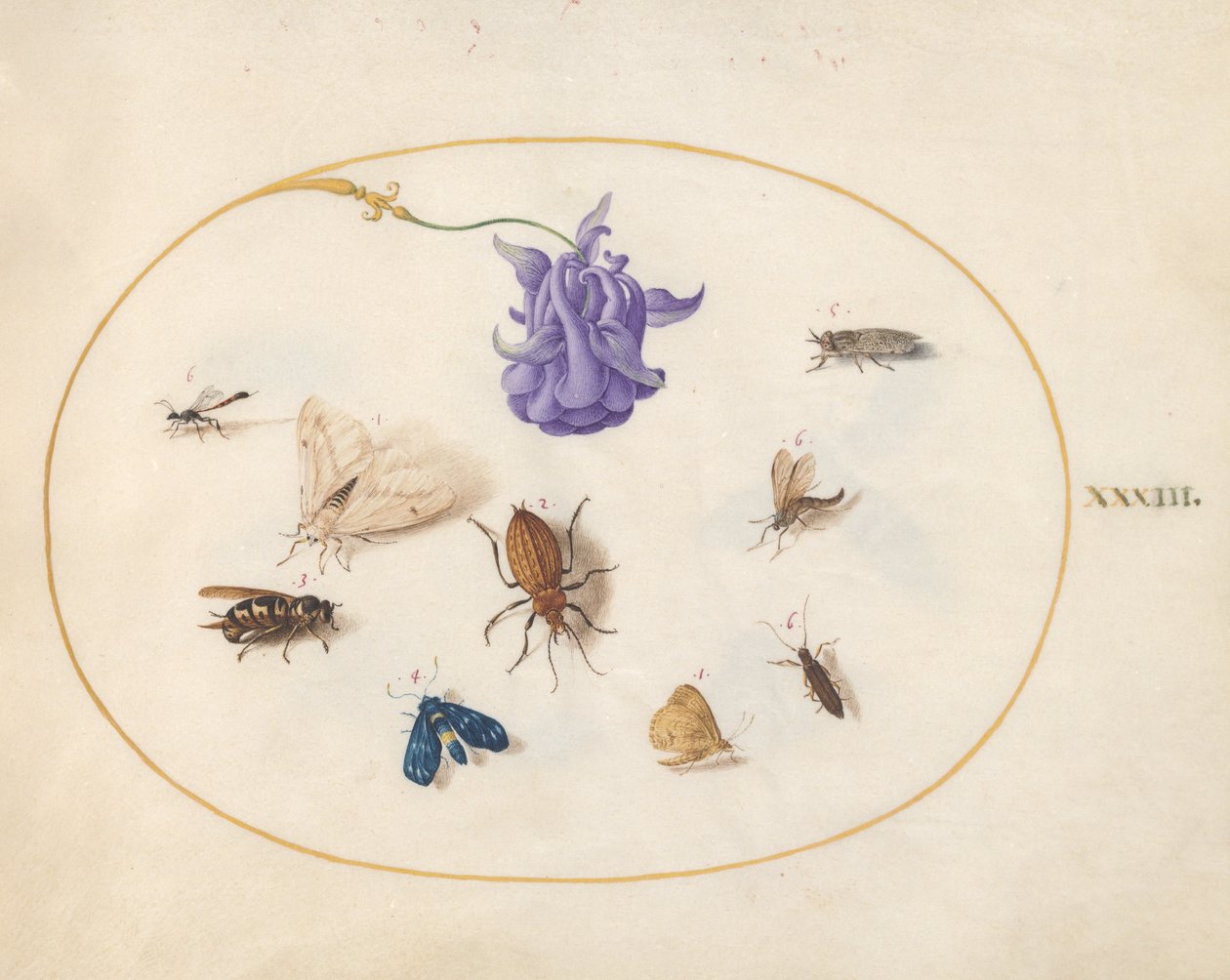 Insekten, ca. 1575-80 von Joris Hoefnagel