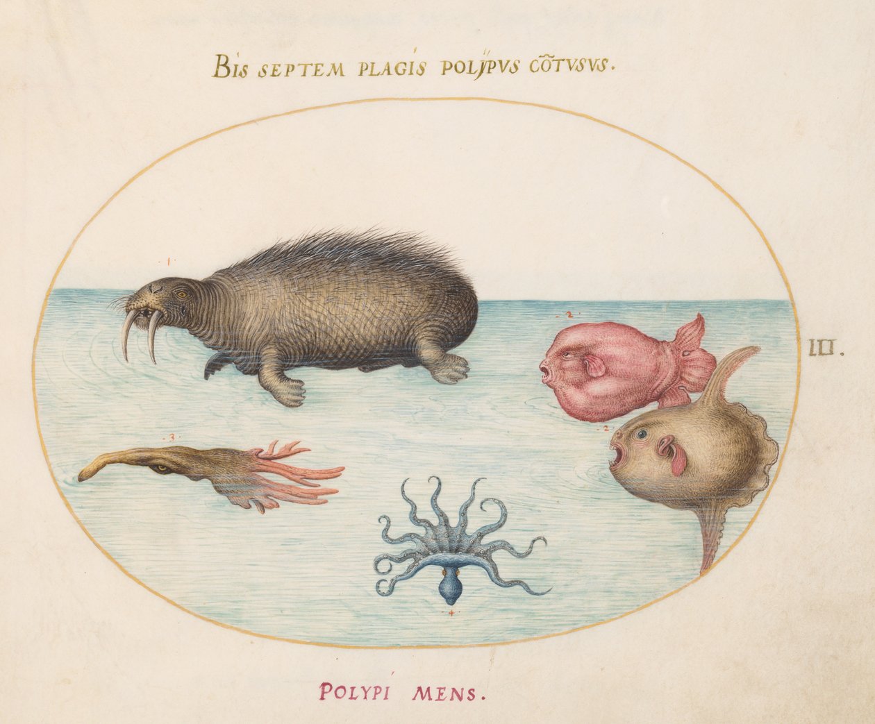 Meereslebewesen, ca. 1575-80 von Joris Hoefnagel