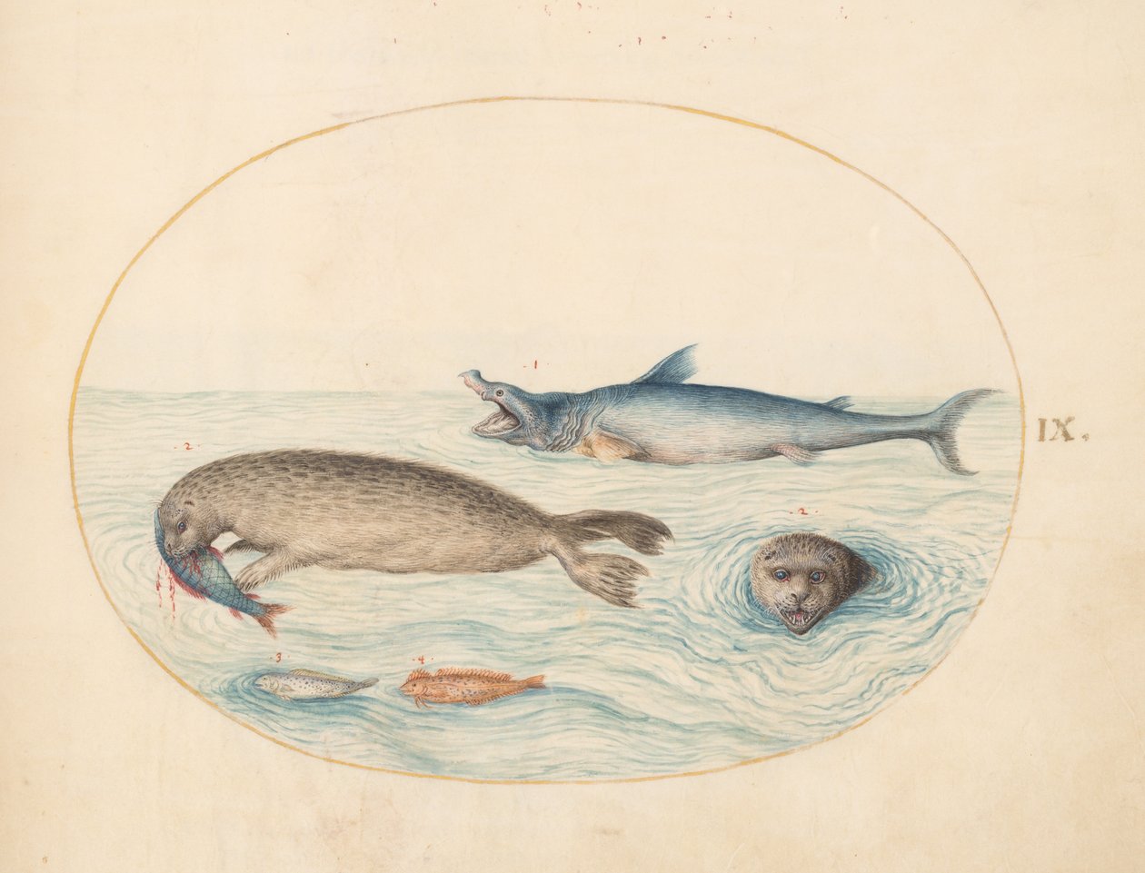 Meerestiere, ca. 1575-80 von Joris Hoefnagel