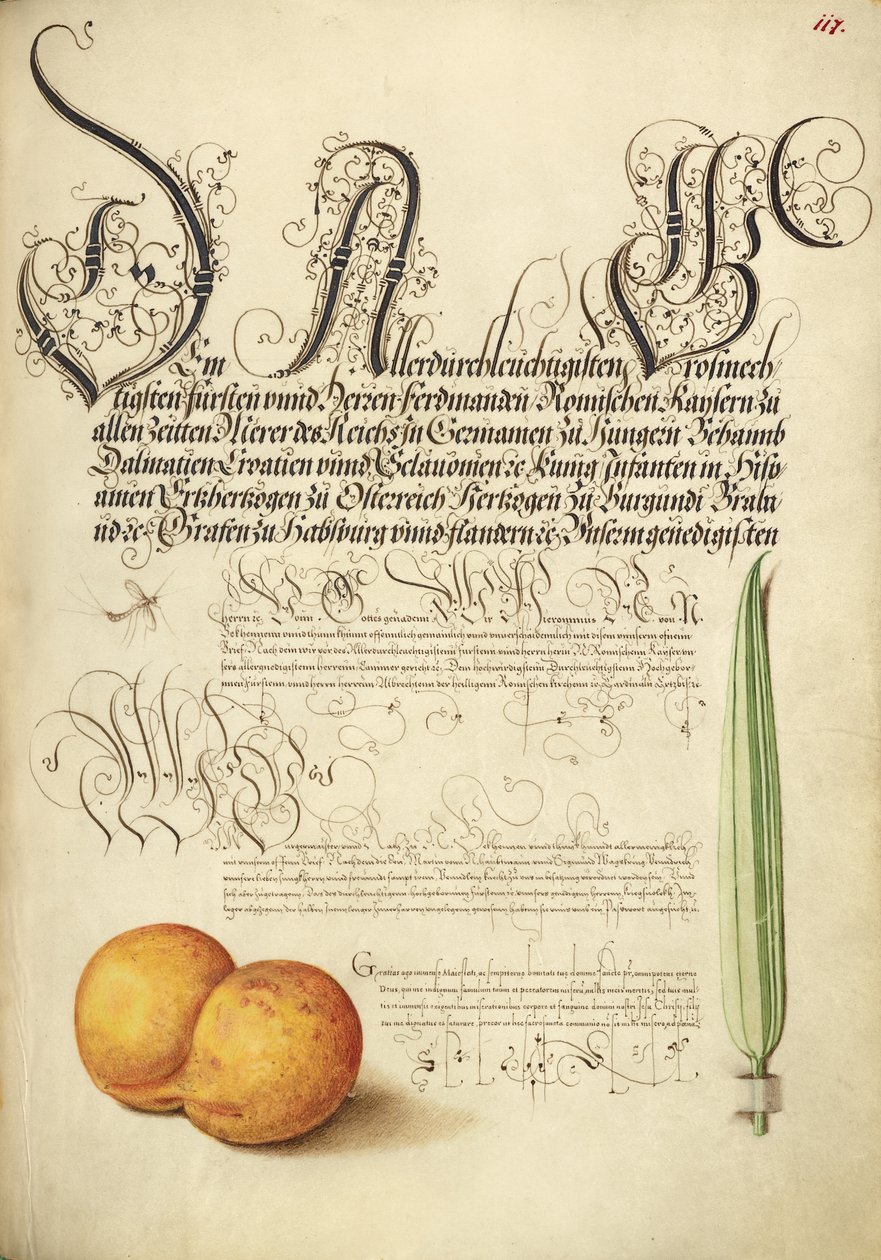 Eintagsfliege, Aprikose und Schilfgras von Joris Hoefnagel