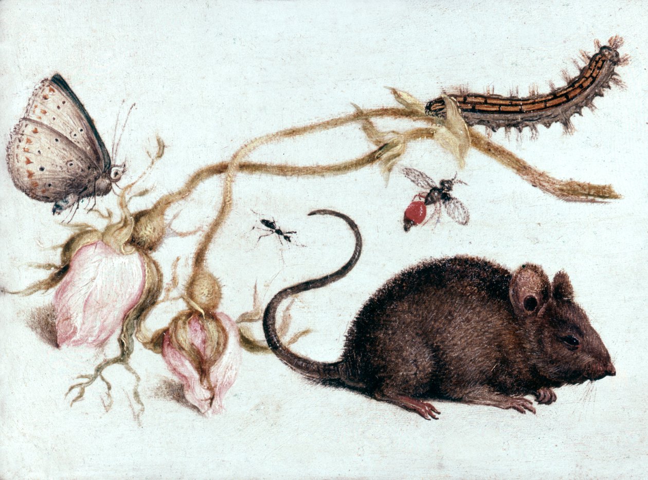 Maus, Blume und Insekt, 16. Jahrhundert von Joris Hoefnagel