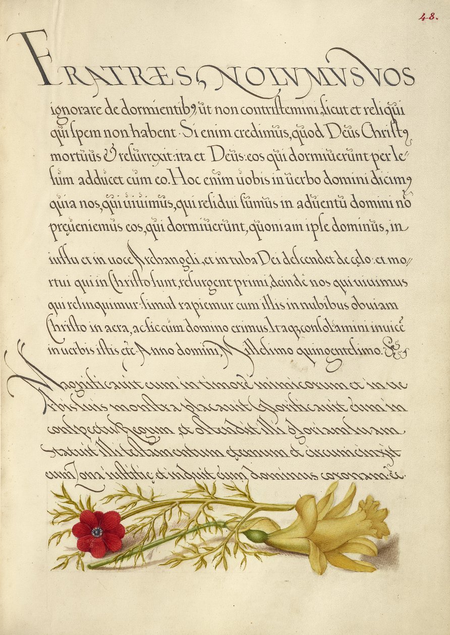 Adonisröschen und Butterblume von Joris Hoefnagel