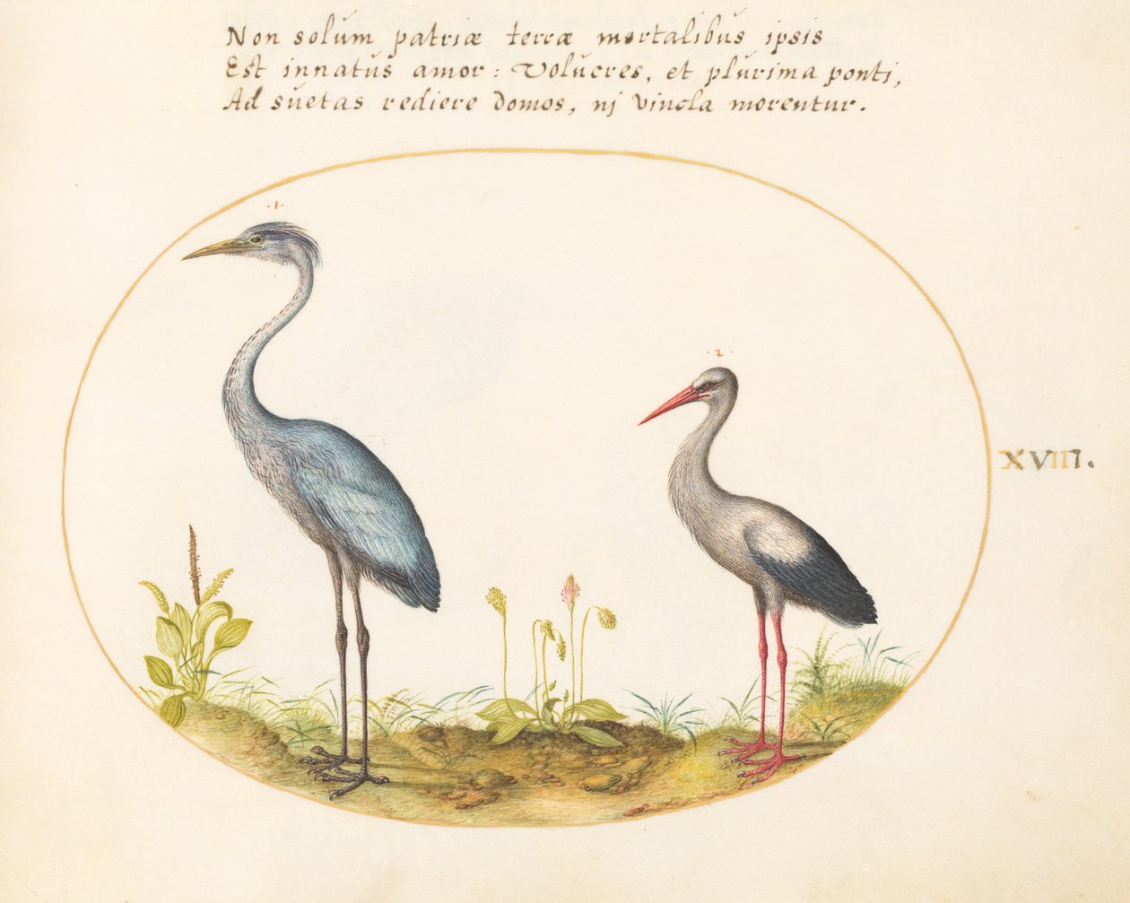 Tafel 18: Reiher und Storch von Joris Hoefnagel
