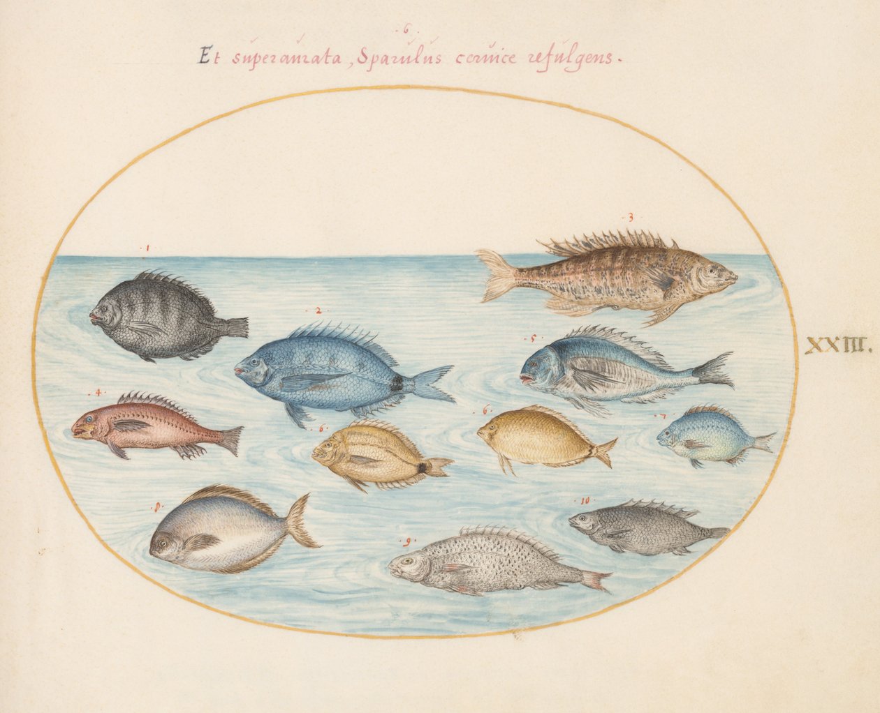 Teller 23: Bream(?) und andere Fische von Joris Hoefnagel