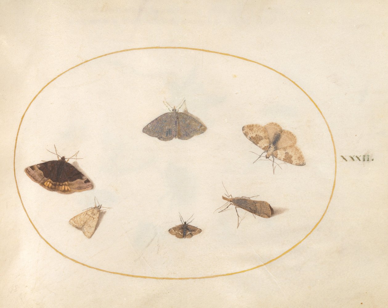 Tafel 32: Sechs Motten von Joris Hoefnagel