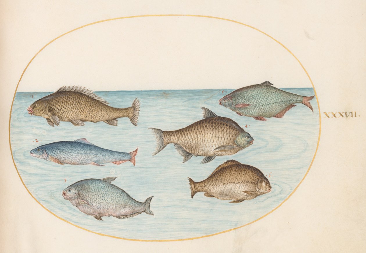 Teller 37: Sechs Fische, darunter Karpfen von Joris Hoefnagel