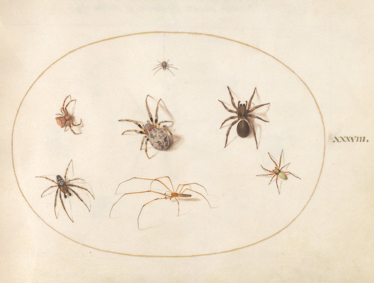 Tafel 38: Sieben Spinnen von Joris Hoefnagel