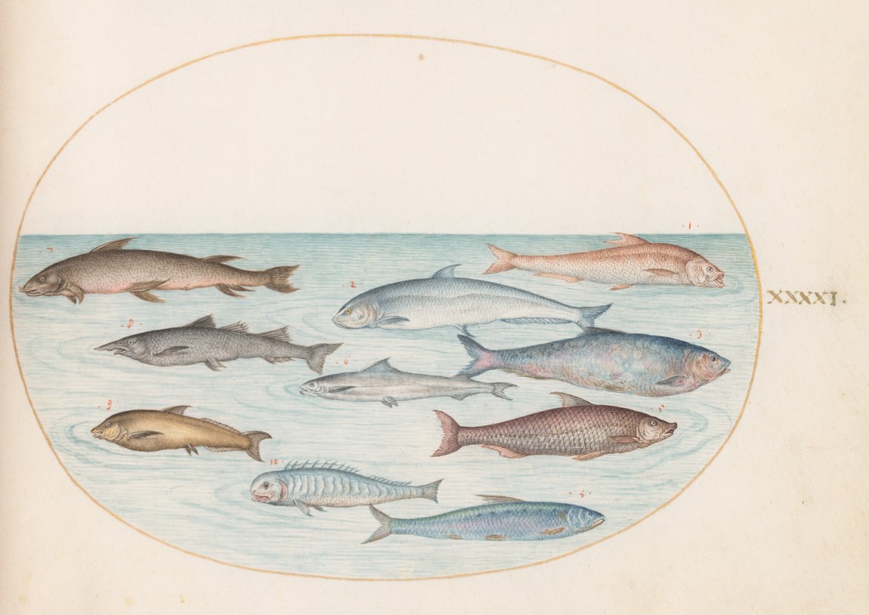 Teller 41: Weißfisch(?) und andere Fische von Joris Hoefnagel