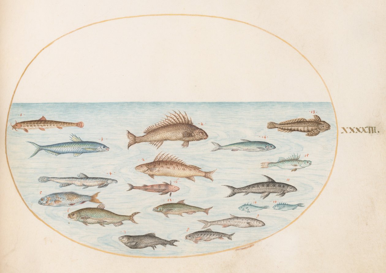 Tafel 43: Fünfzehn Fische von Joris Hoefnagel