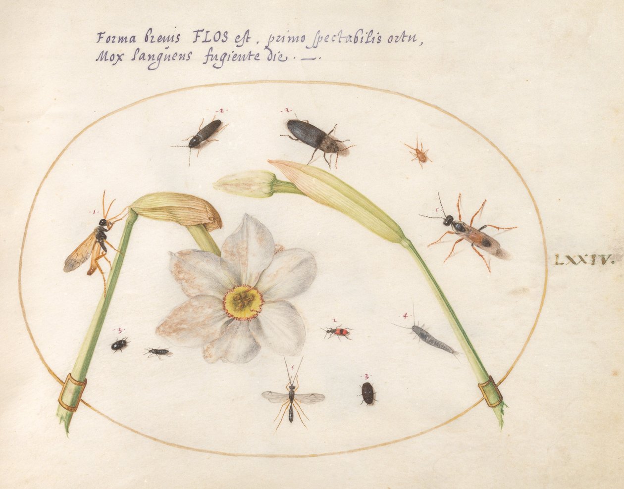 Tafel 74: Insekten mit weißen Narzissen von Joris Hoefnagel