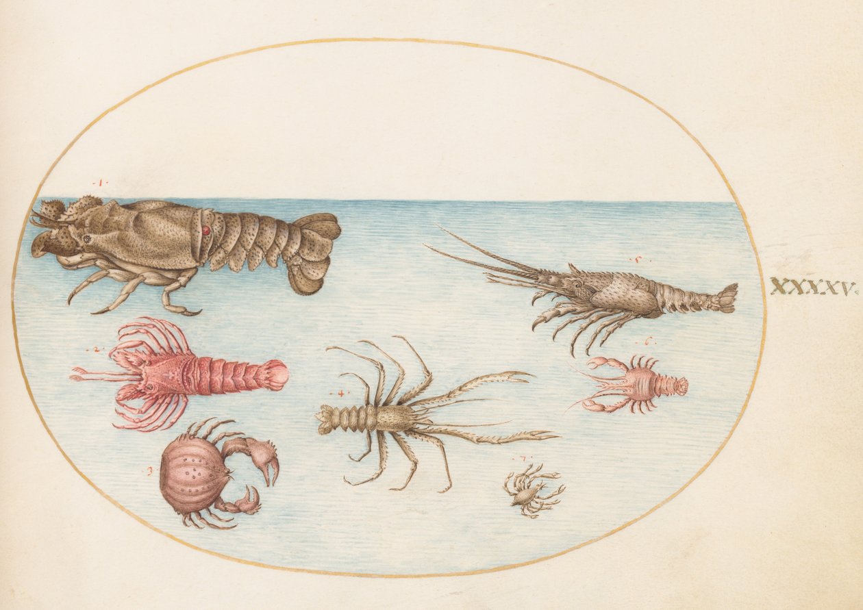 Schalentiere, ca. 1575-80 von Joris Hoefnagel