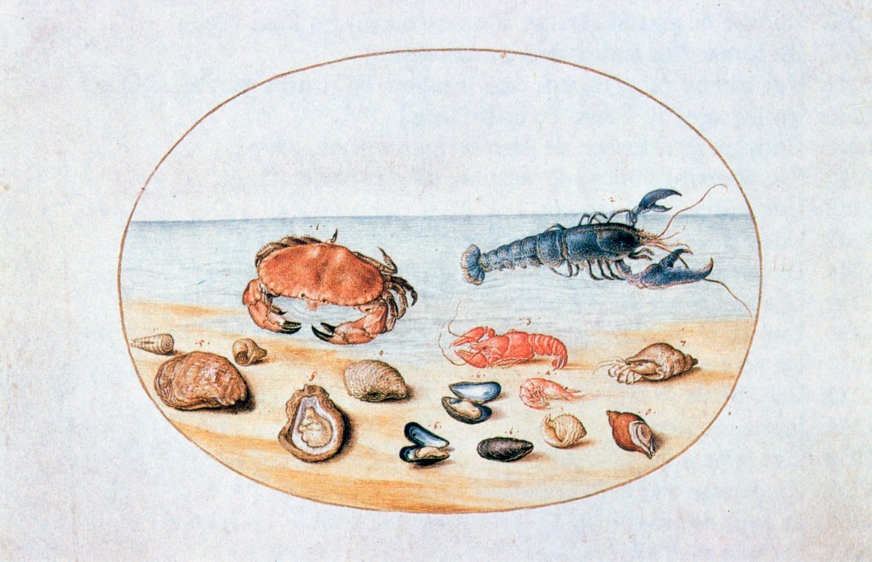 Muscheln und Schalentiere, 16. Jahrhundert von Joris Hoefnagel