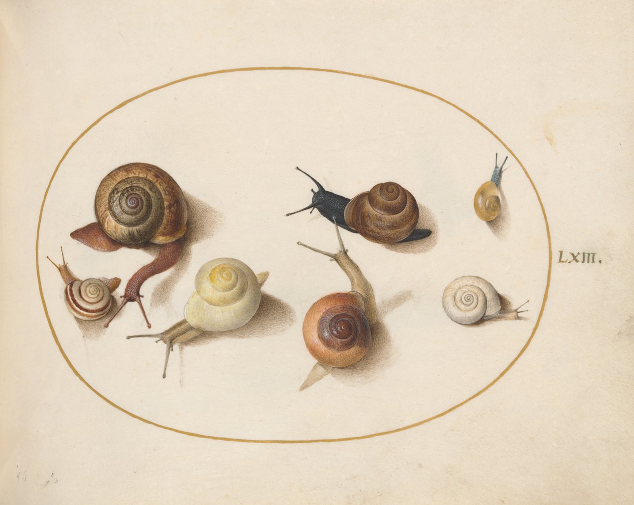 Schnecke, ca. 1575-80 von Joris Hoefnagel