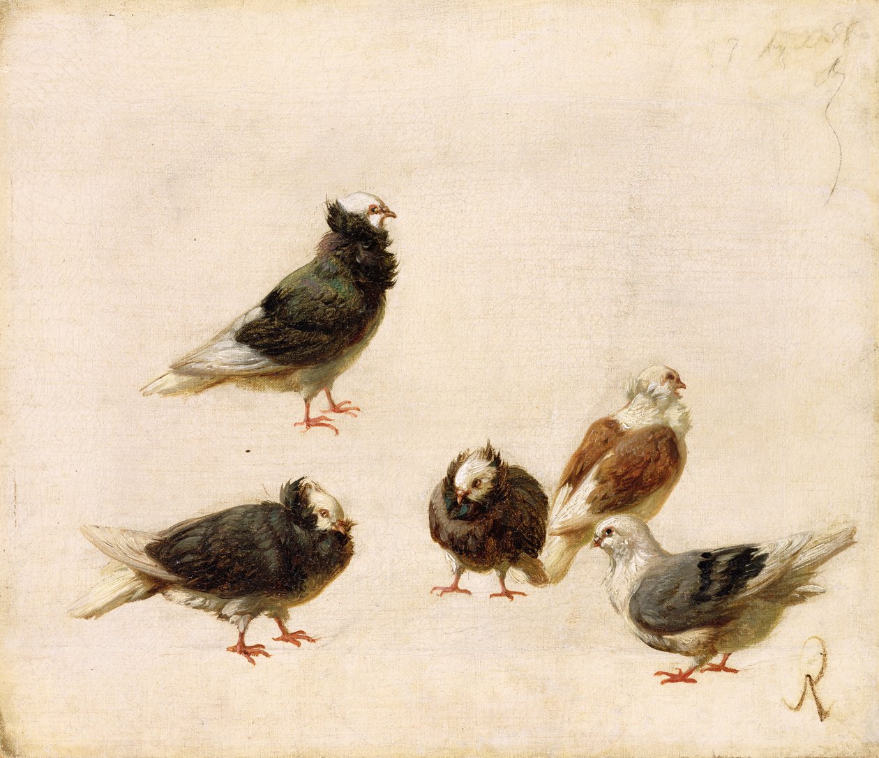 Tauben, 1888 von Jose Ruiz Blasco
