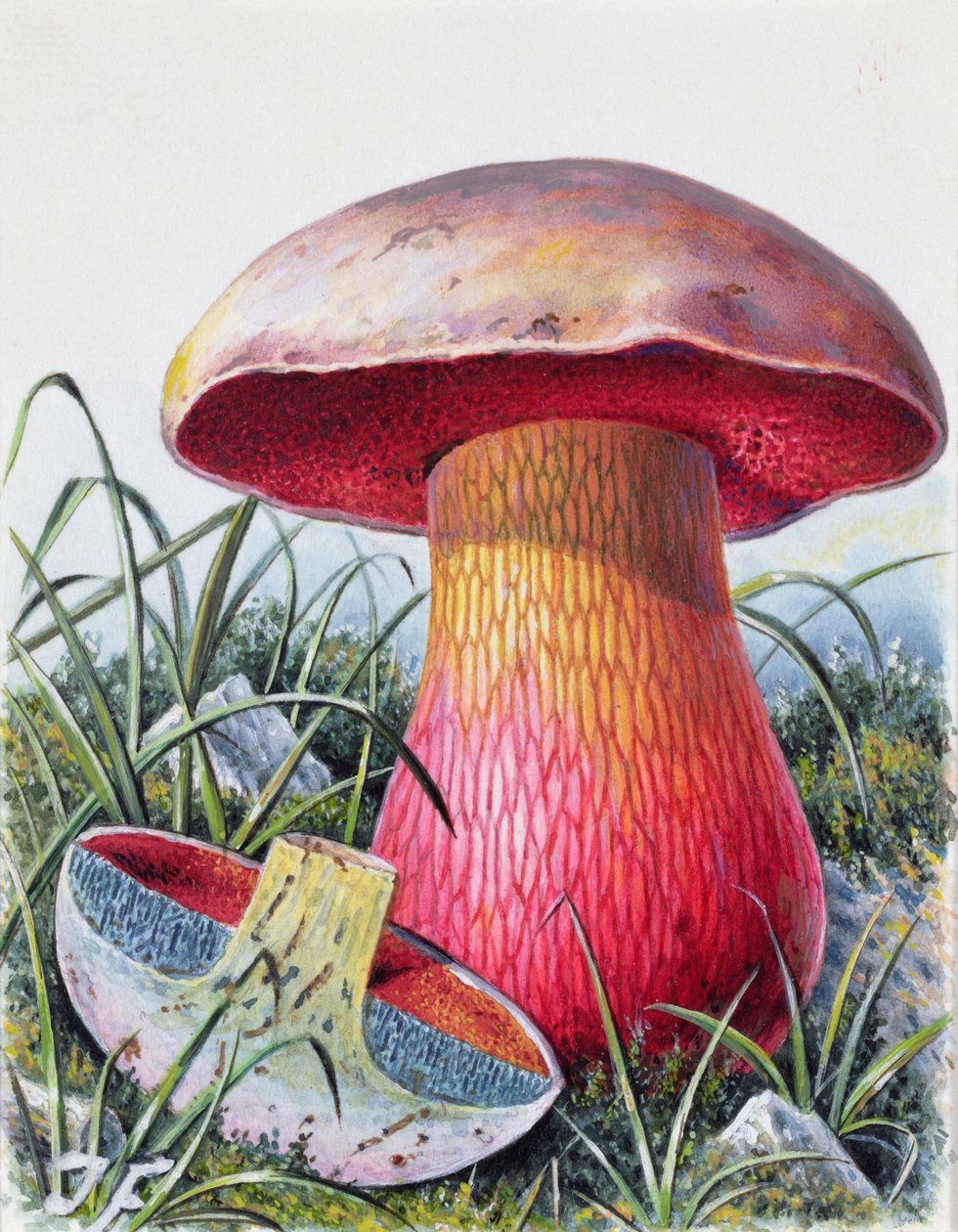 Studie eines Pilzes von Josef Fleischmann