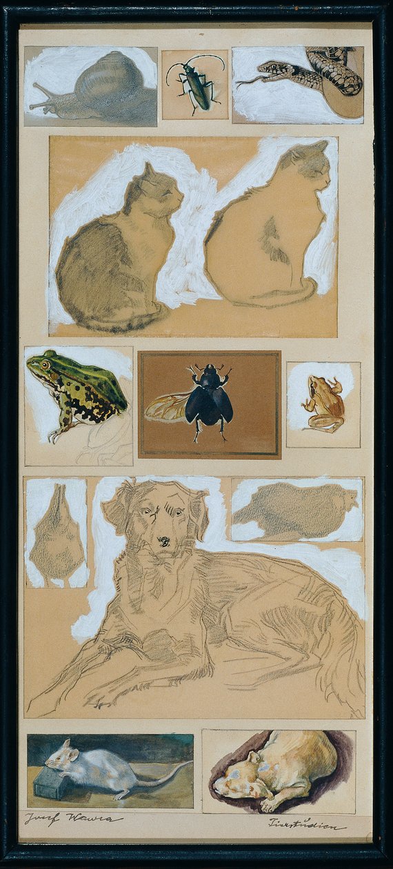 Tierstudien (12 Skizzen) von Josef Wawra