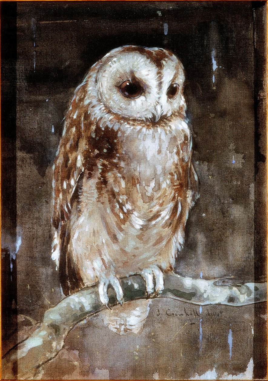 Waldkauz von Joseph Crawhall