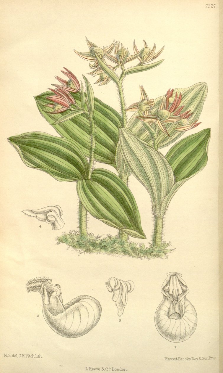 Cypripedium fasciculatum von Joseph Dalton Hooker