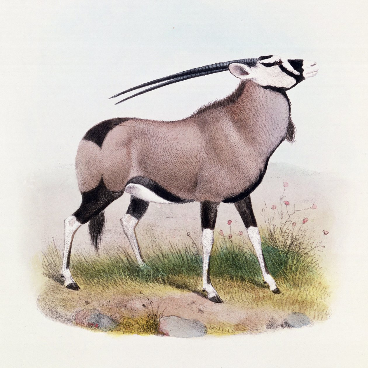 Der Gemsbok, aus 