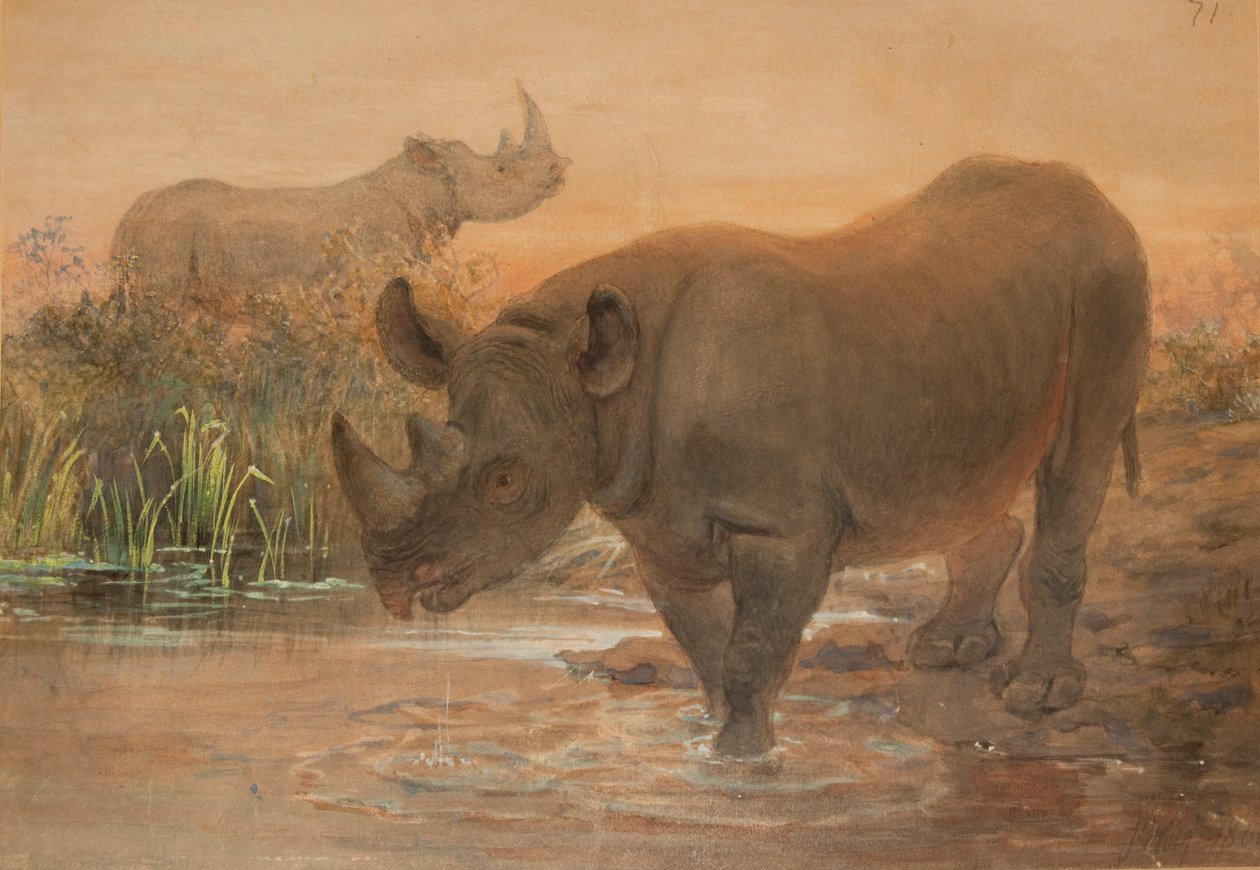 Afrikanisches Nashorn von Joseph Wolf