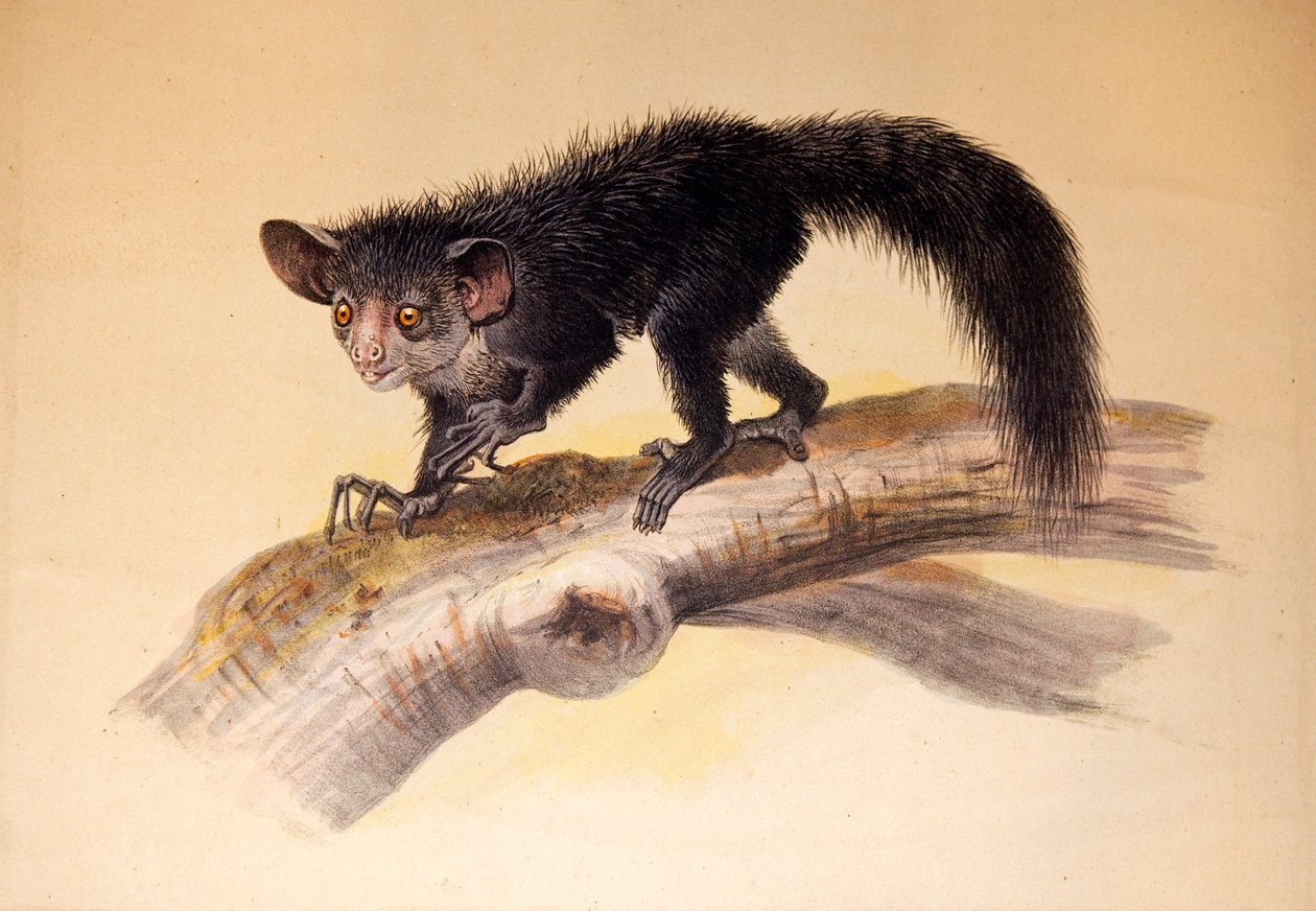 Aye-aye, 1861 von Joseph Wolf