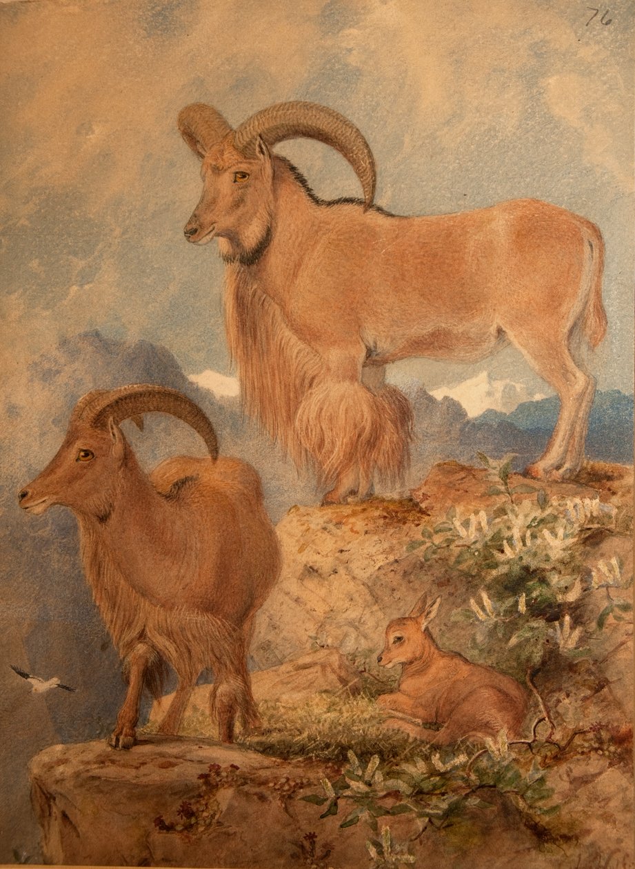 Barbary Wildschaf von Joseph Wolf
