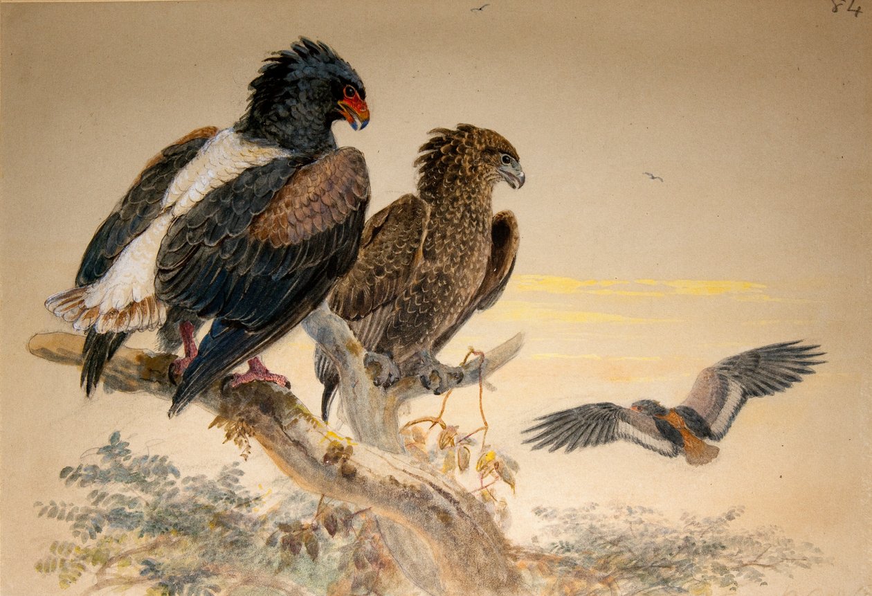 Bateleur-Adler (Helotarsus ecaudatus), 1856-67 von Joseph Wolf
