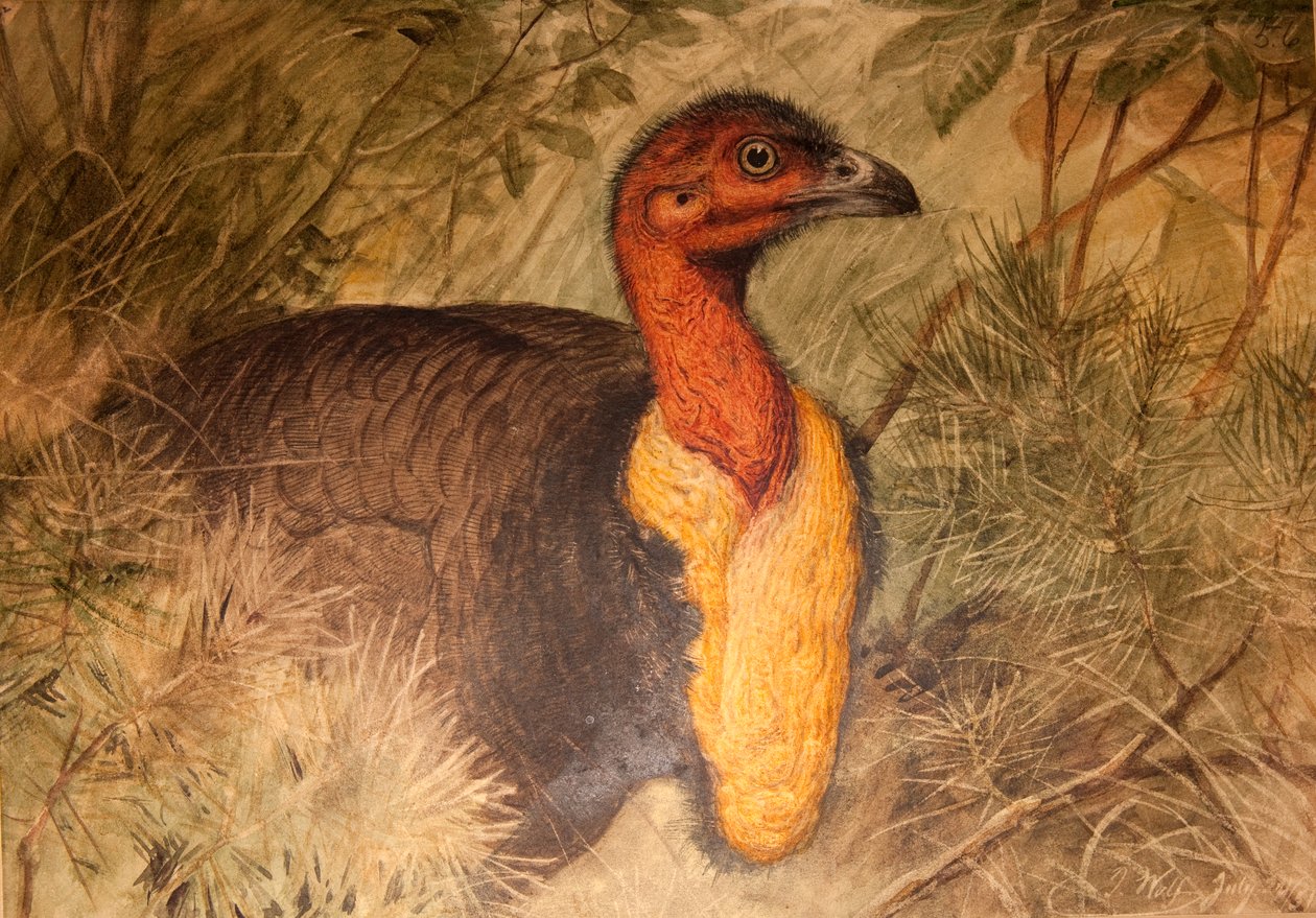 Buschhuhn (Talegalla lathami), ca. 1851-76 von Joseph Wolf