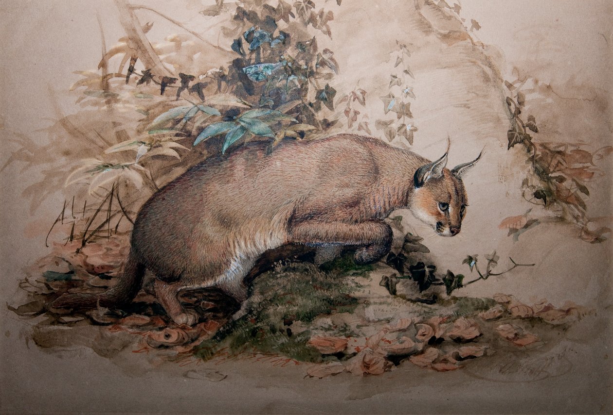 Karakal, 1851-69 von Joseph Wolf