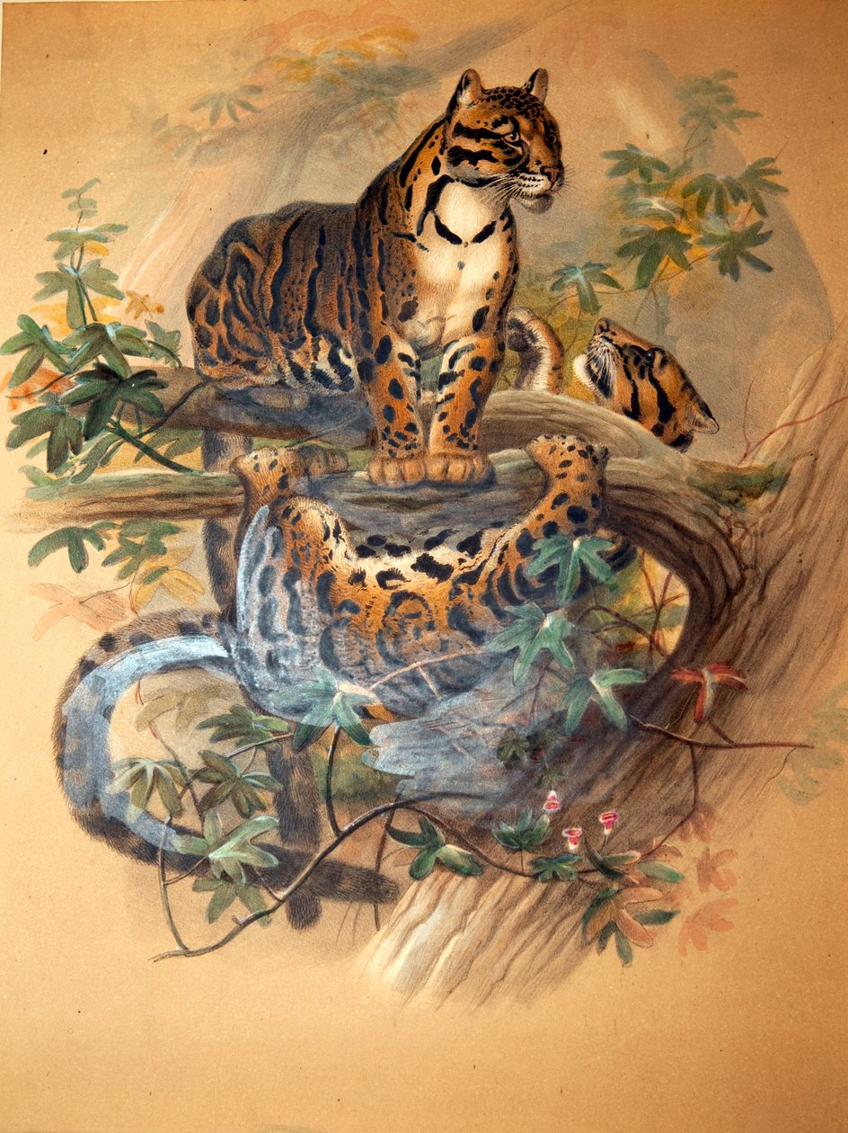 Nebelparder, 1861 von Joseph Wolf