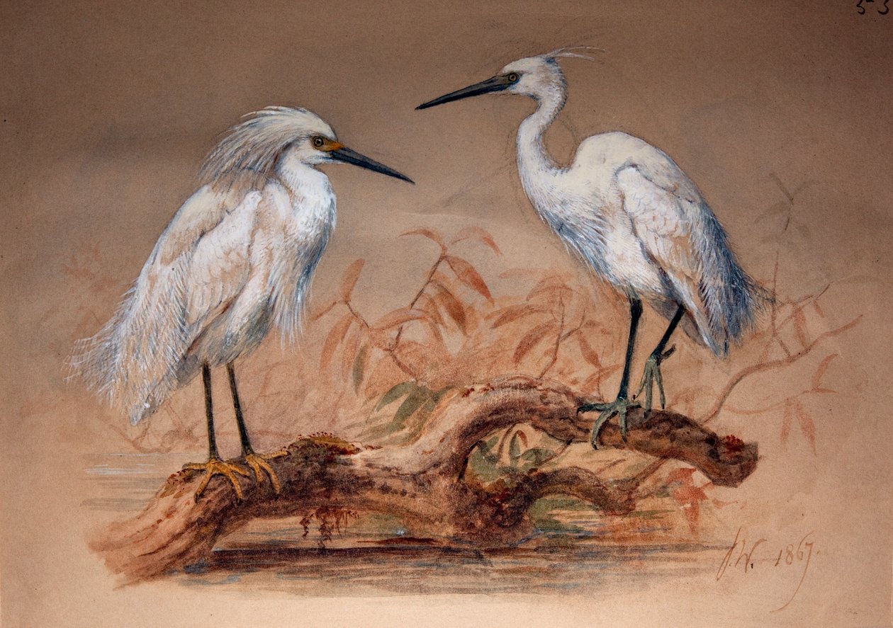Reiher (Ardea candidissima: Arda garzetta), 1867 von Joseph Wolf