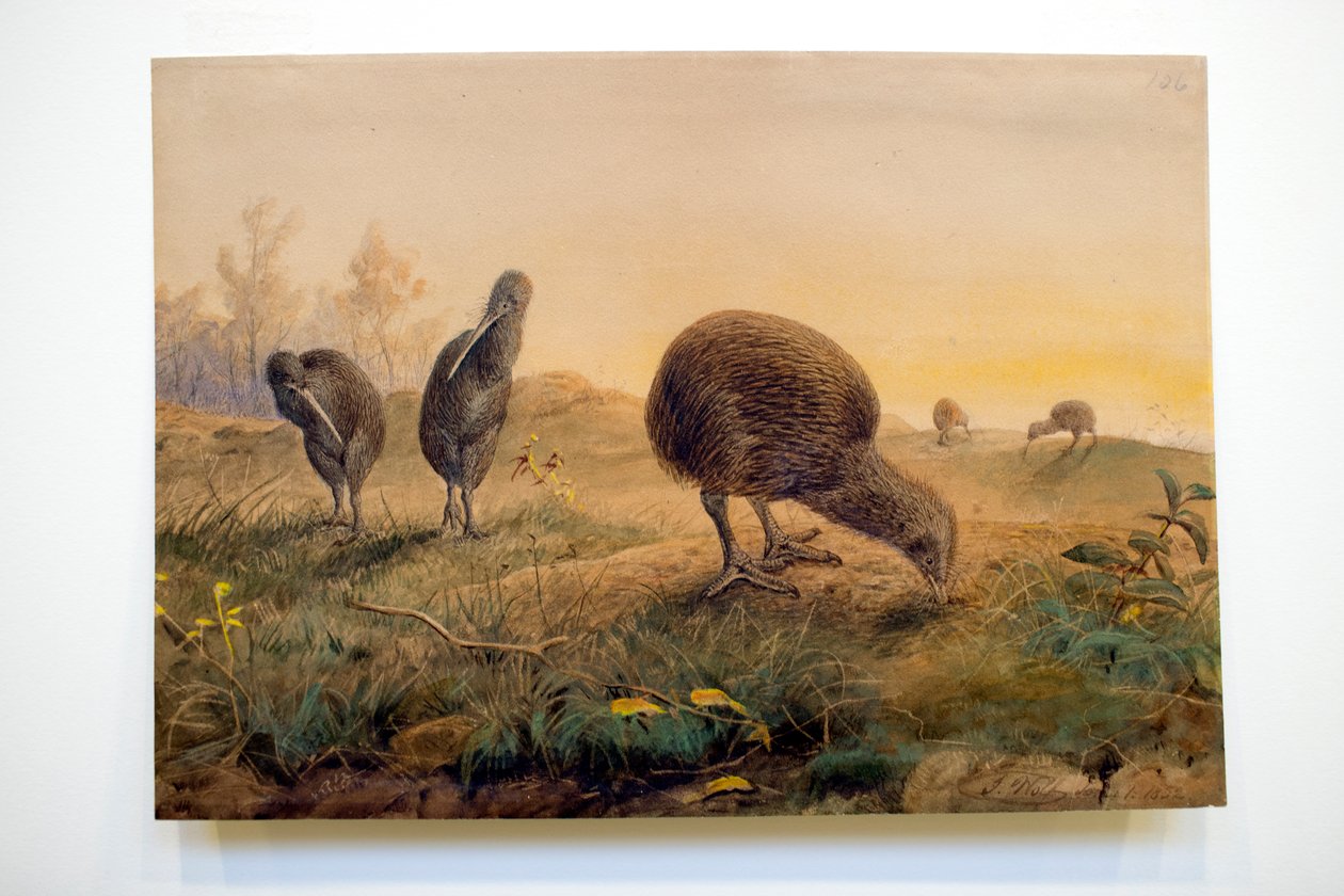 Kiwi Mantells, 1852 von Joseph Wolf