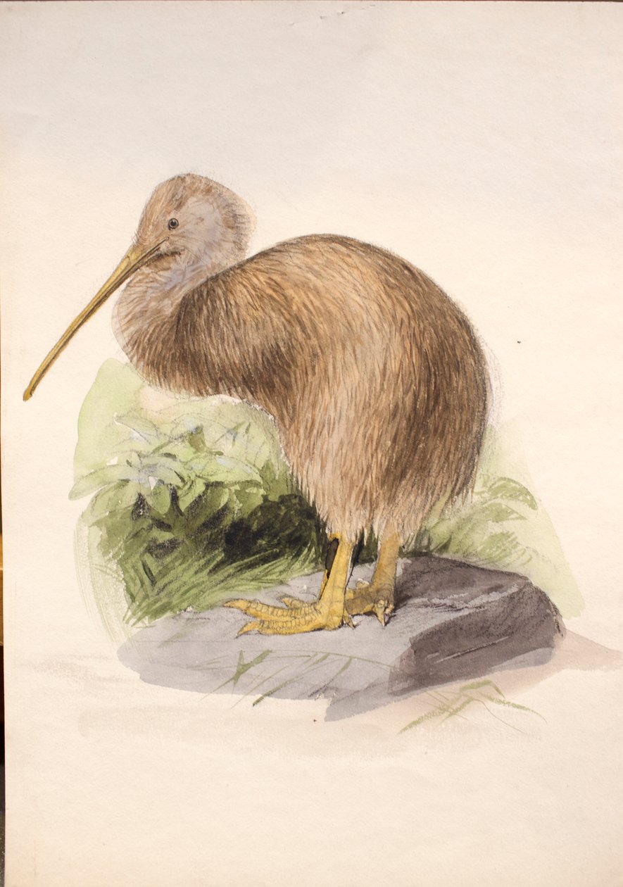 Kiwi, ca. 1850 von Joseph Wolf