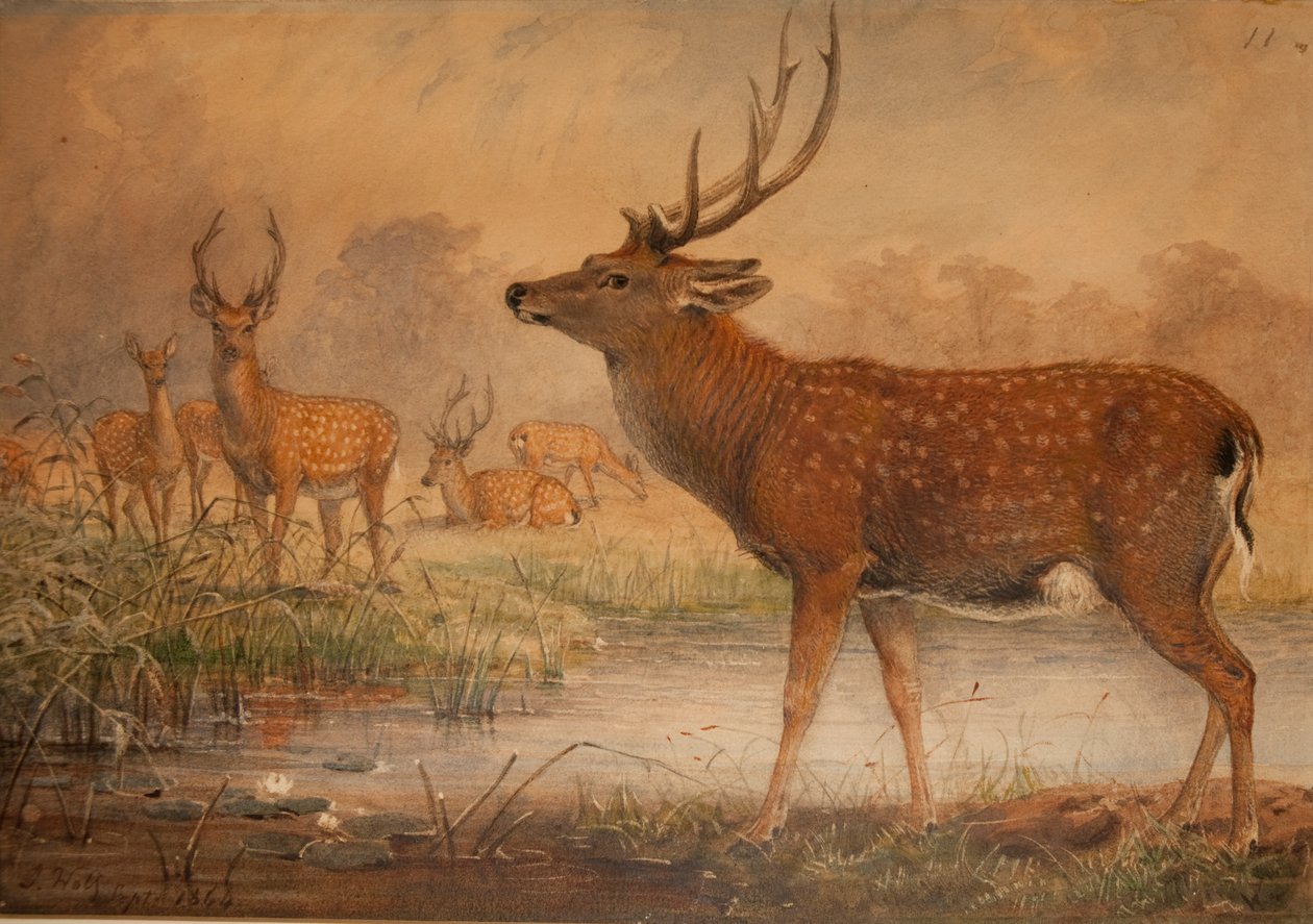 Mandschurischer Hirsch von Joseph Wolf
