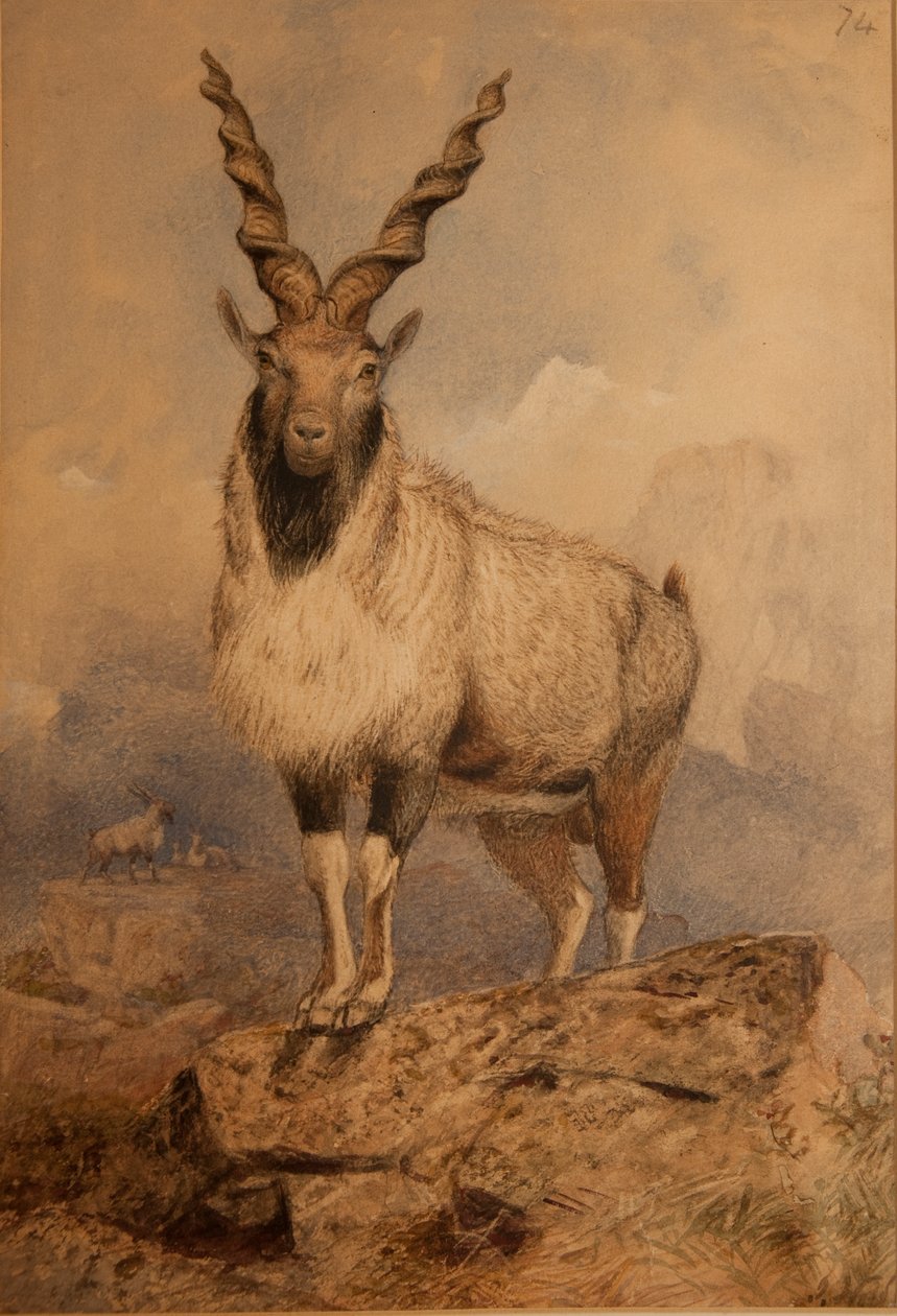 Markhoor von Joseph Wolf