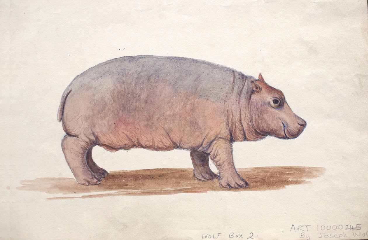 Obaysch, um 1850 von Joseph Wolf