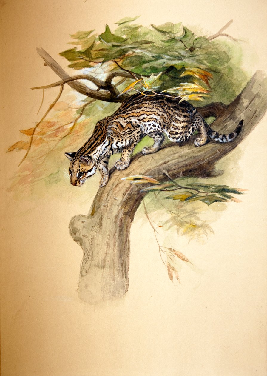 Ozelot von Joseph Wolf